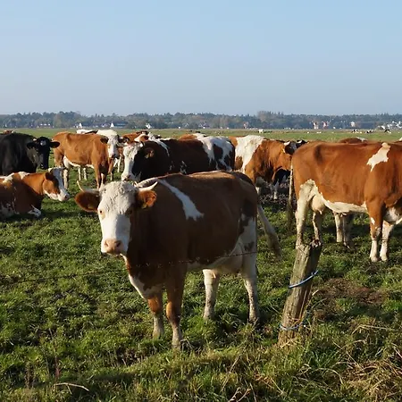 Dorotheenhof Daire *